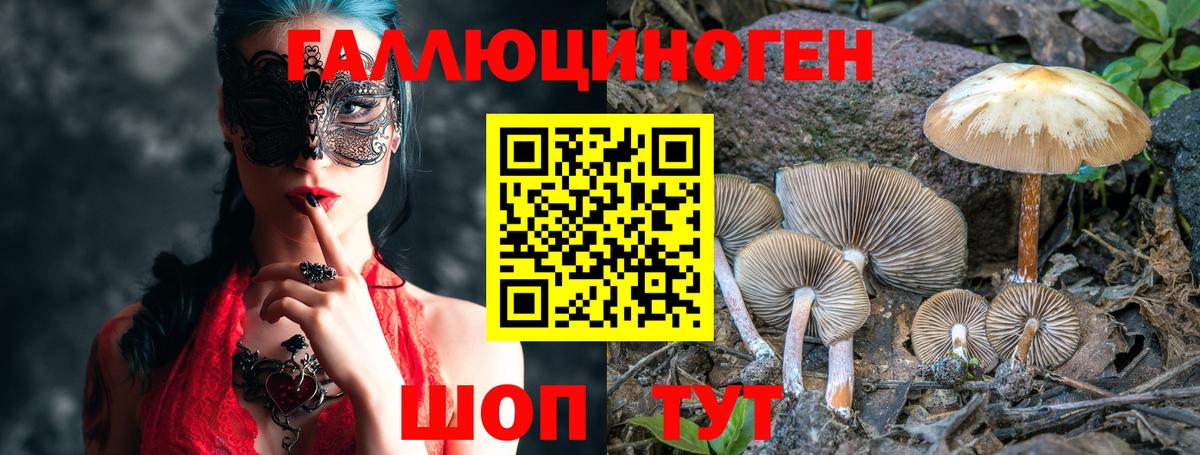 Галлюциногенные грибы Psilocybe Тобольск